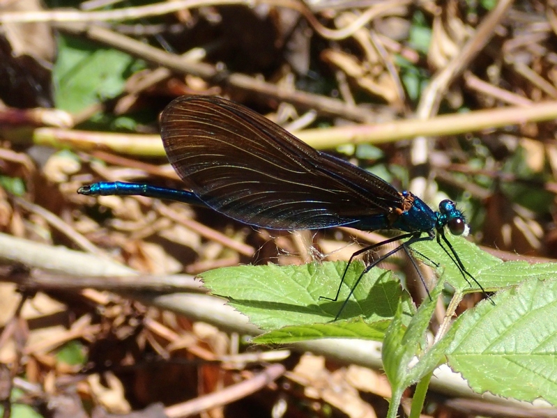 Calopteryx splendens ?